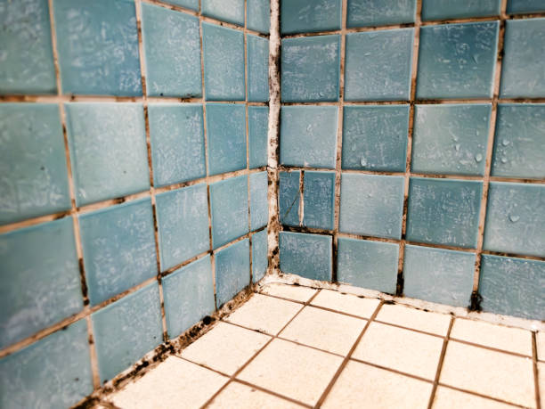 Mold Removal for HVAC Installations in Mount Ivy, NY